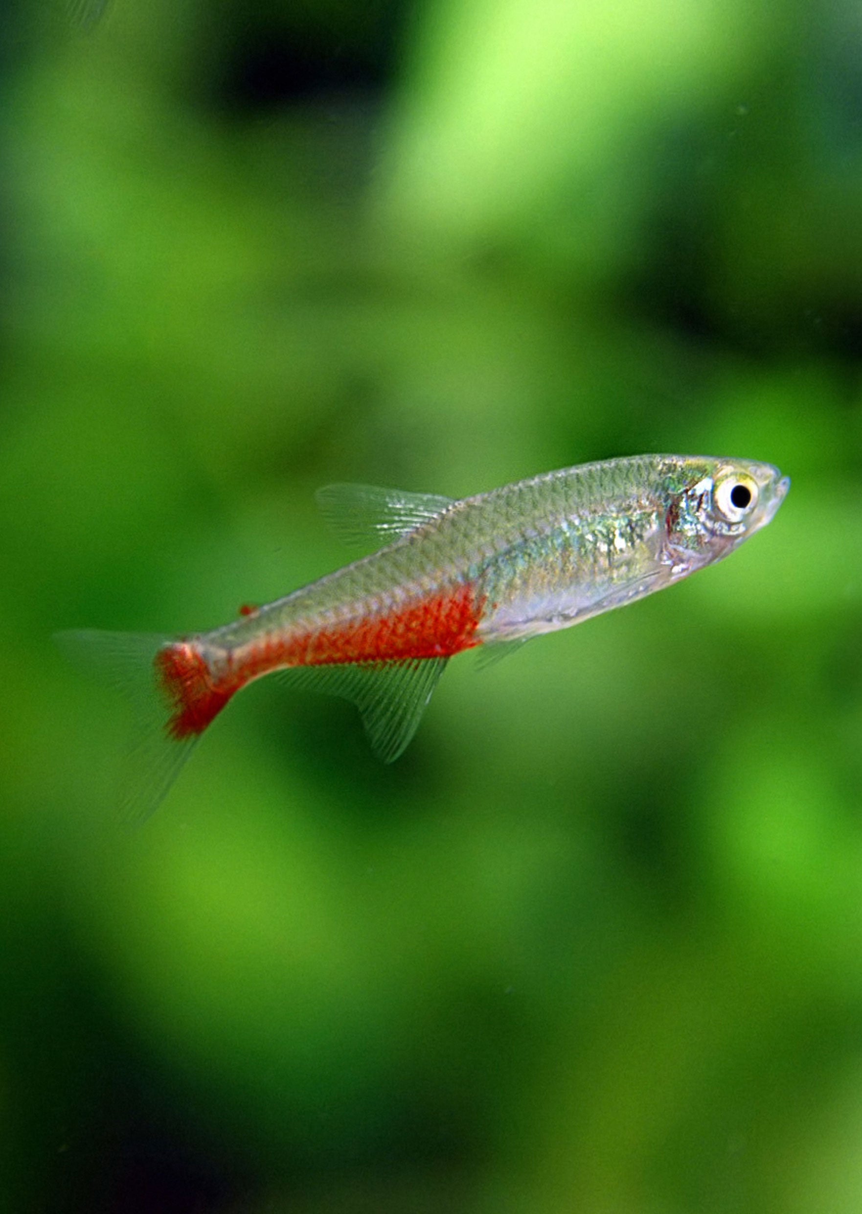 Red belly tetra 