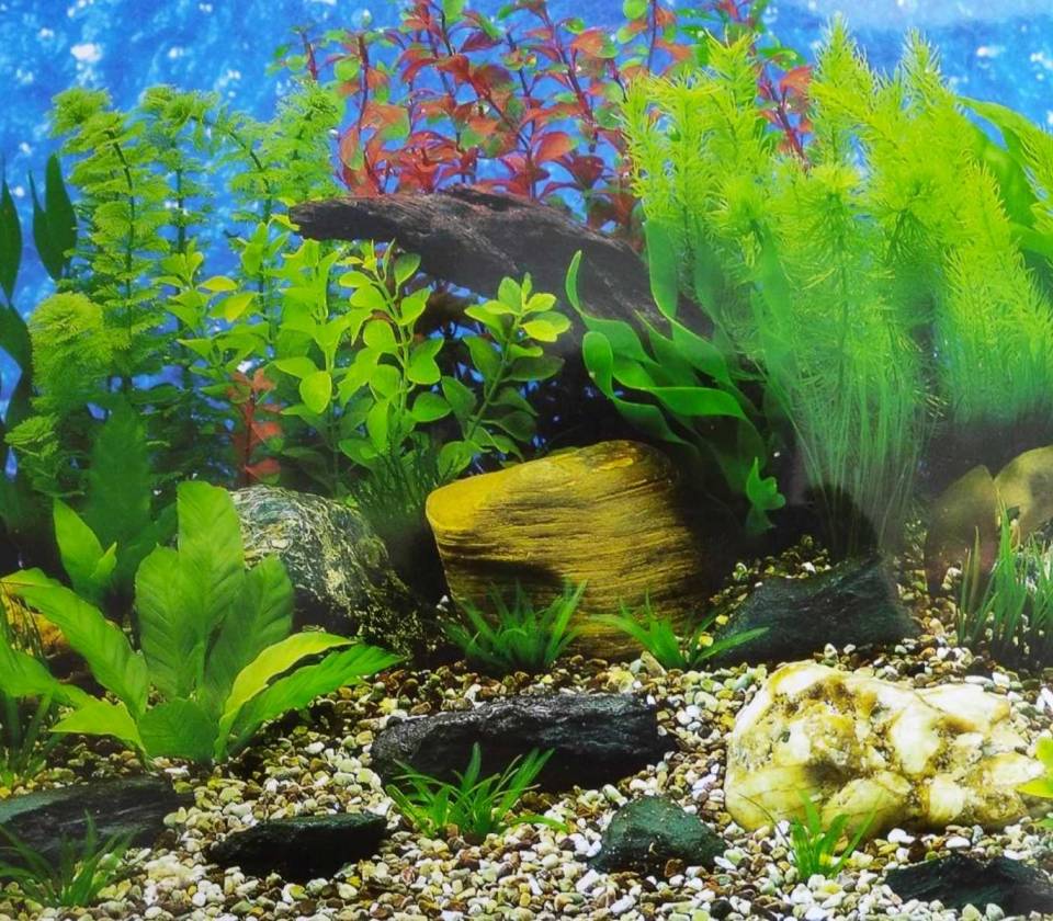 Ukrasna tapeta za akvarijume 5 30cm