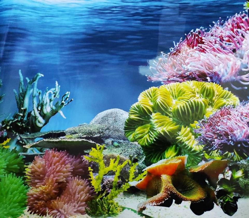 Ukrasna tapeta za akvarijume 4 50cm