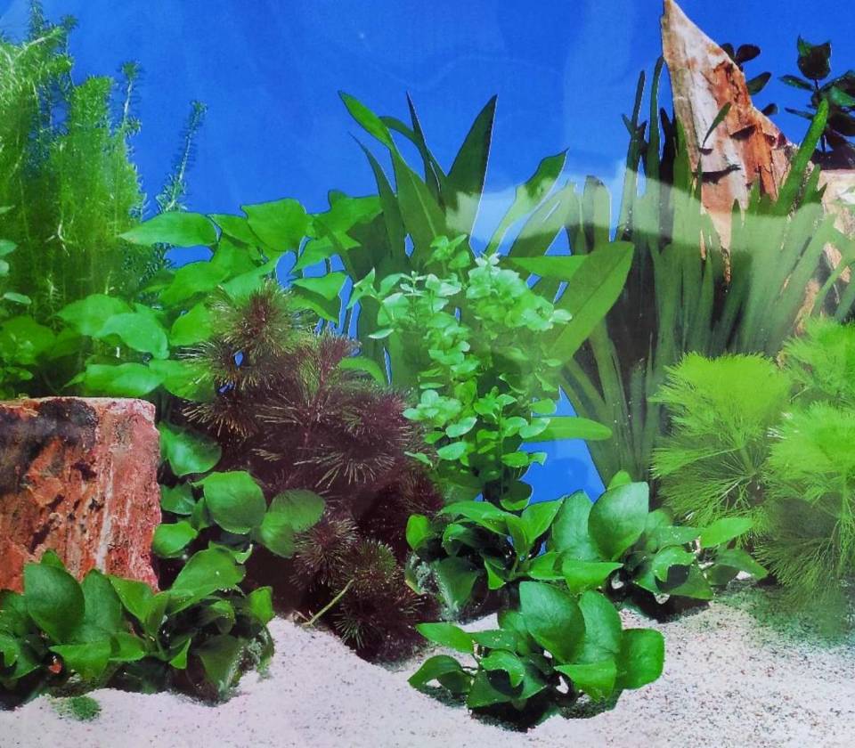 Ukrasna tapeta za akvarijume 6 50cm