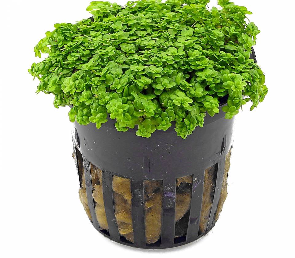 Hemianthus callithrihoides