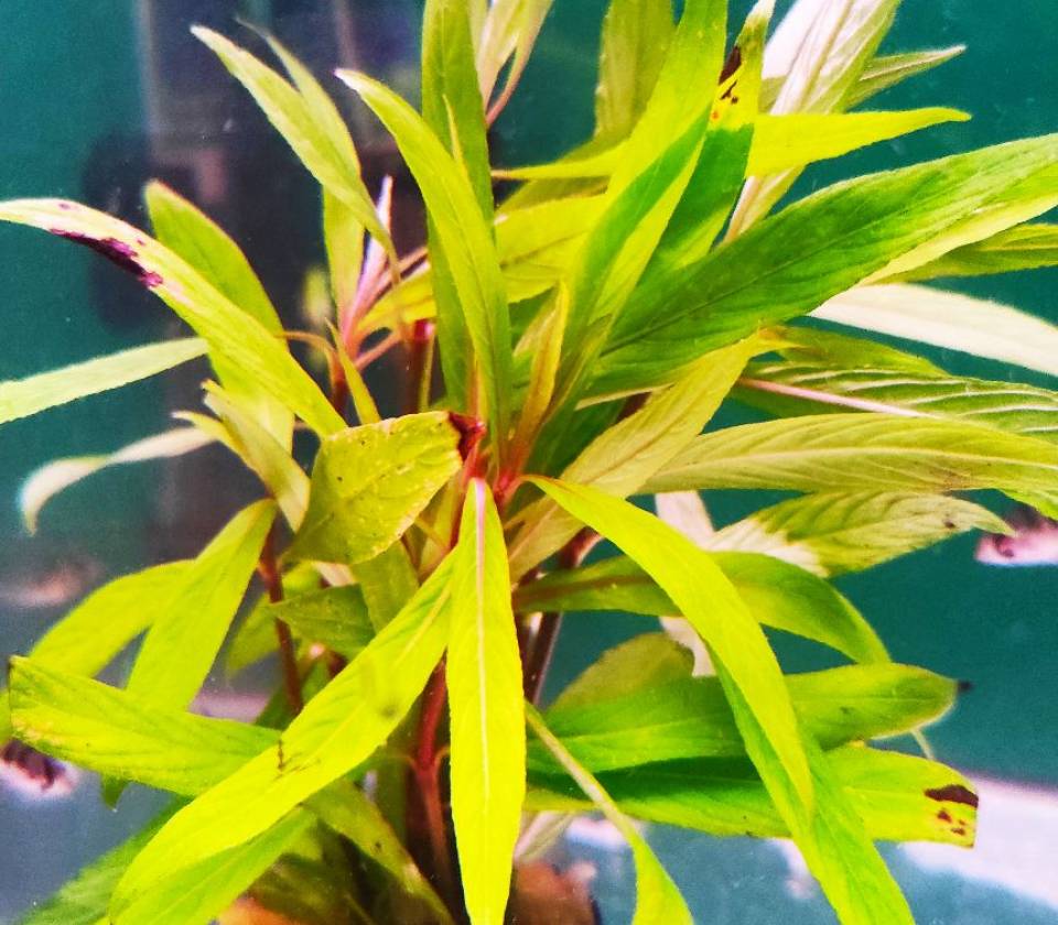 Hygrophile angustifollia