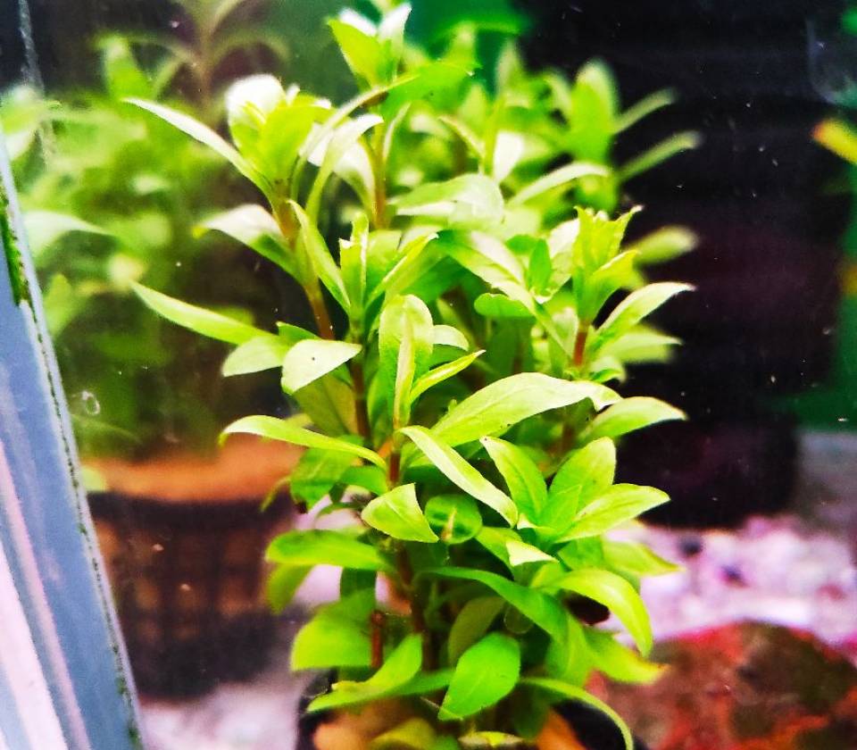 Hygrophile polysperma sunser