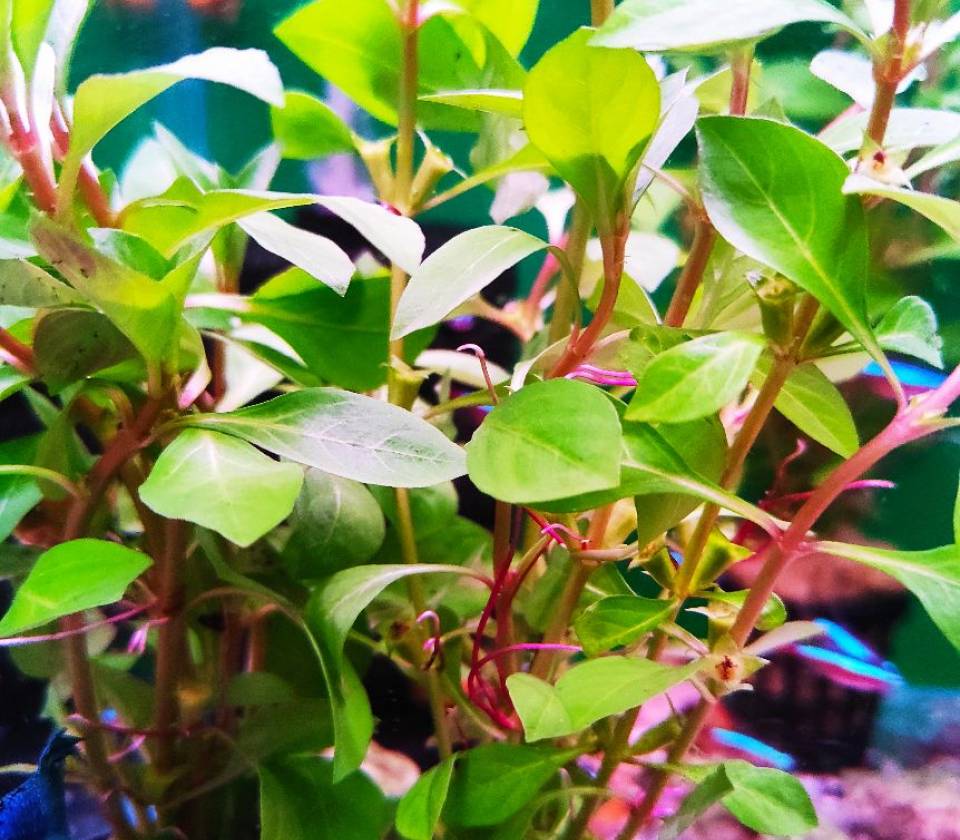Ludwigia repens