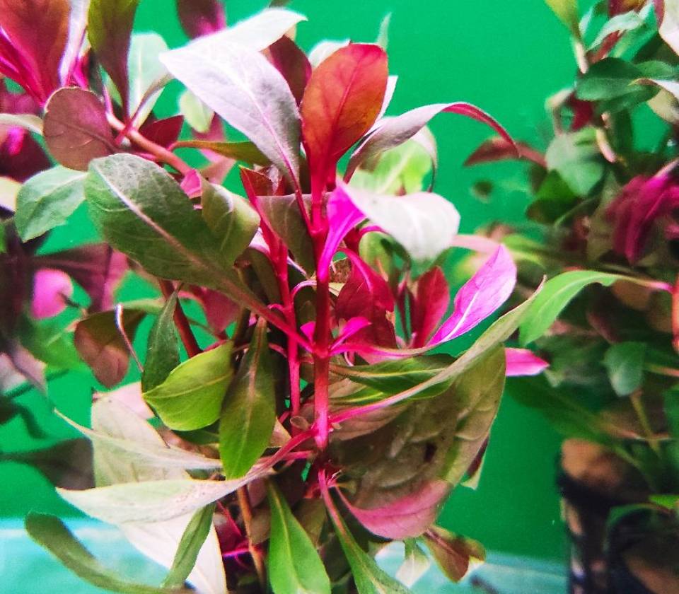 Ludwigia repens rubin