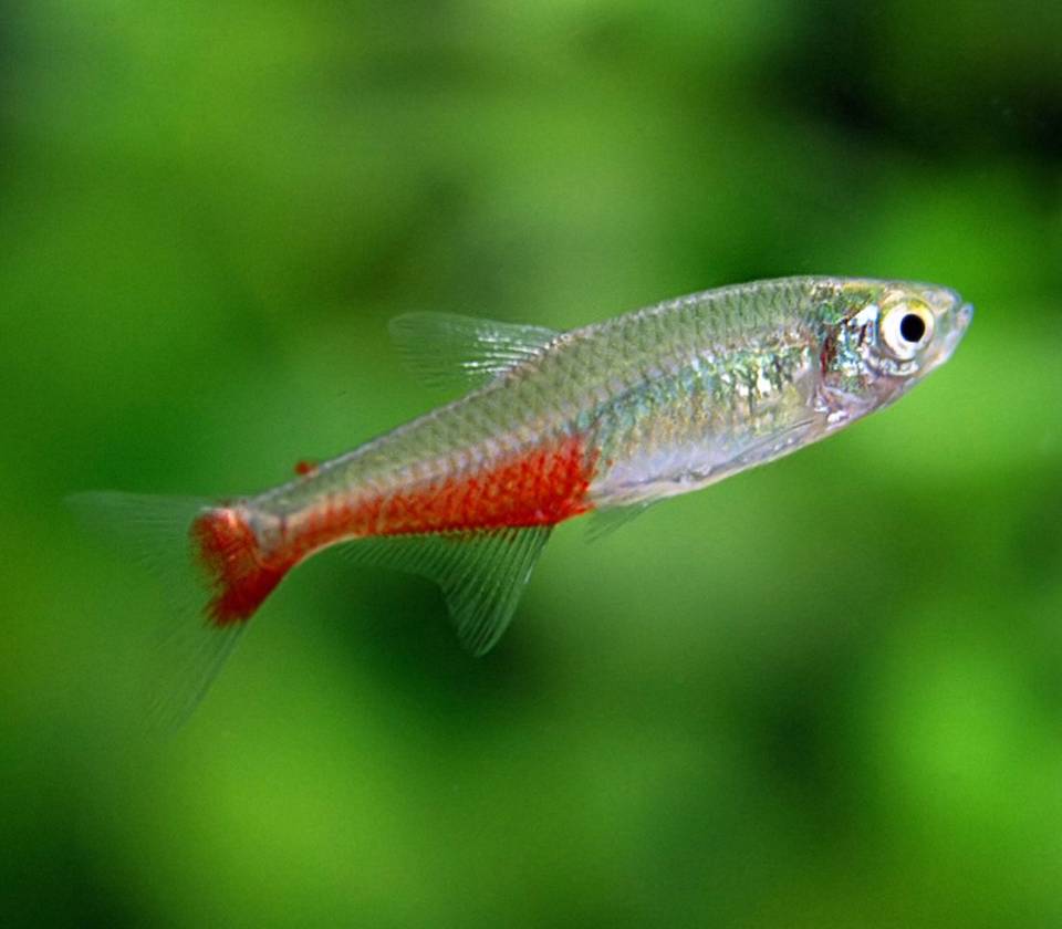 Red belly tetra 